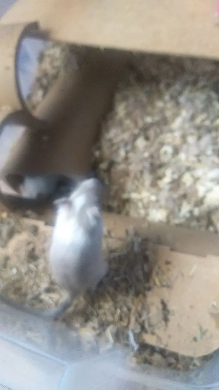 Vendo Gerbil  - Foto 3
