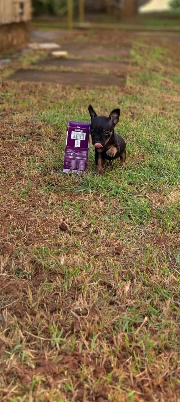 Miudinho pinscher zero 