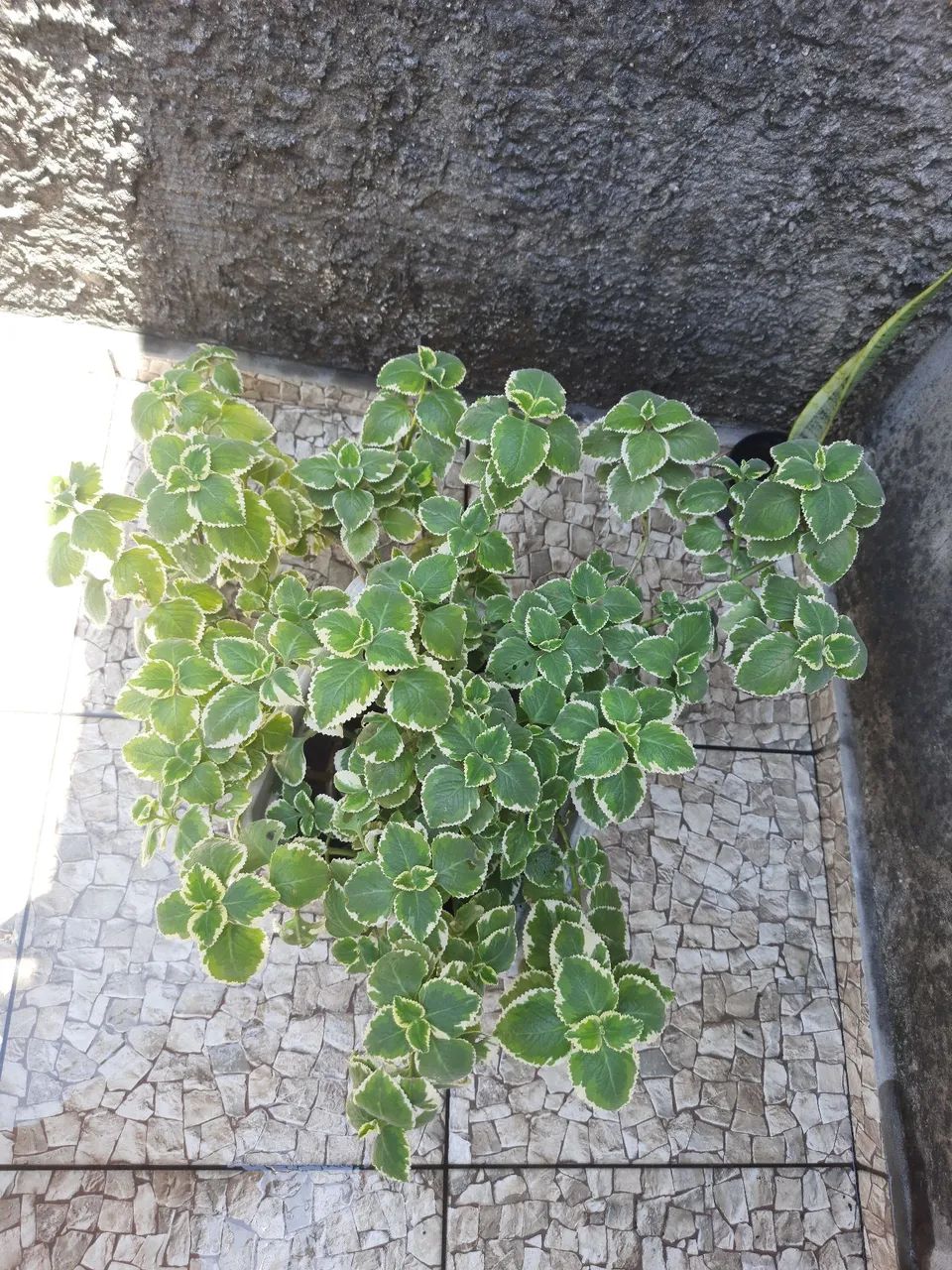 Vaso de Plantas