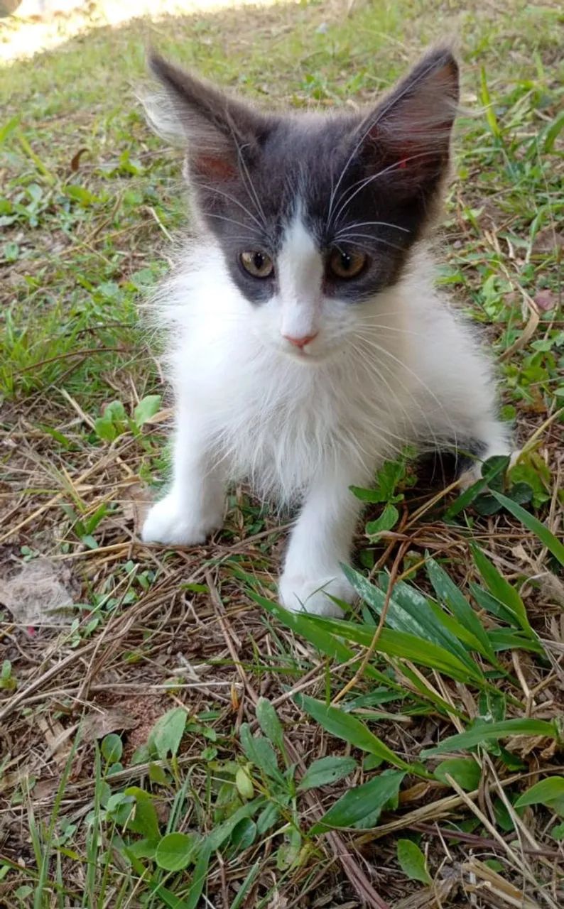 Gato Maine coon  - Foto 4