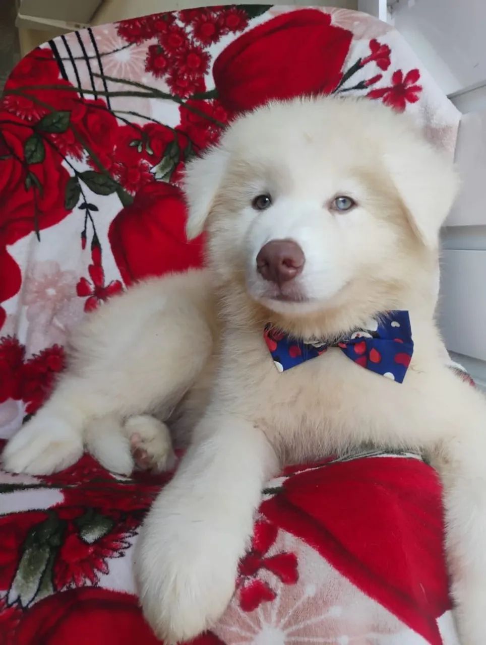 Husky Sibériano  - Foto 2