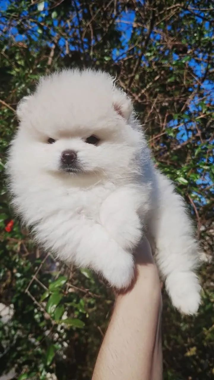 Spitz alemão 
