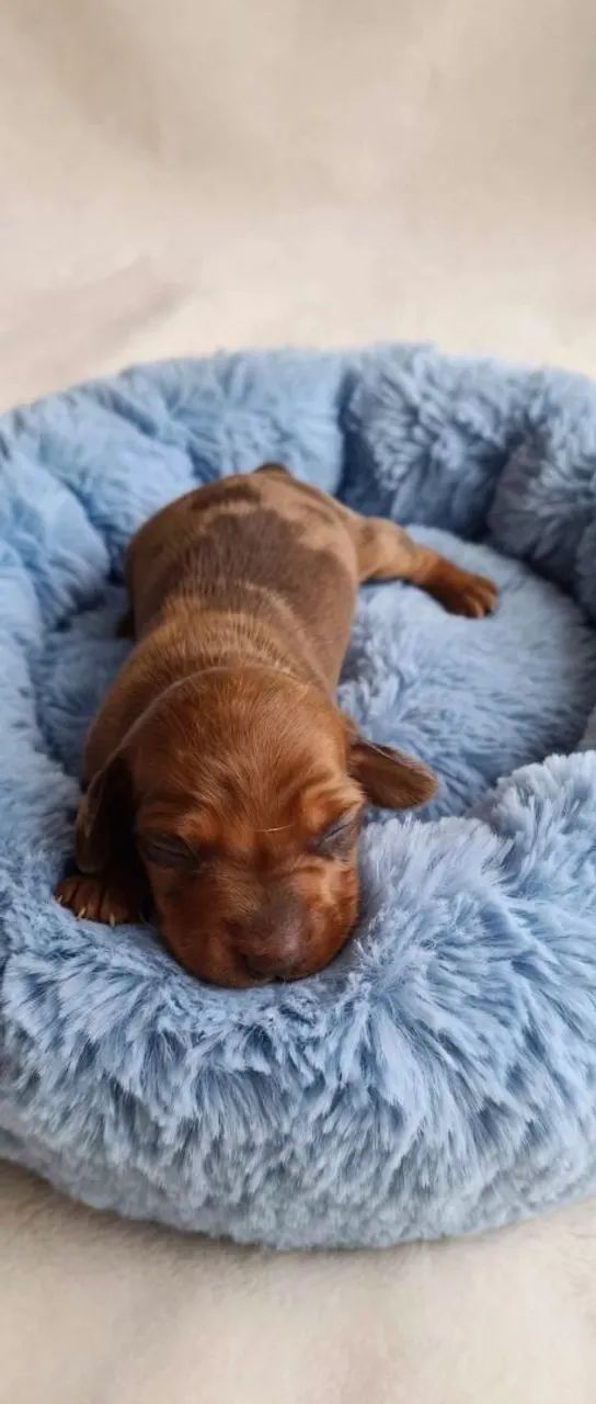 Dachshund fêmea e macho - Foto 4