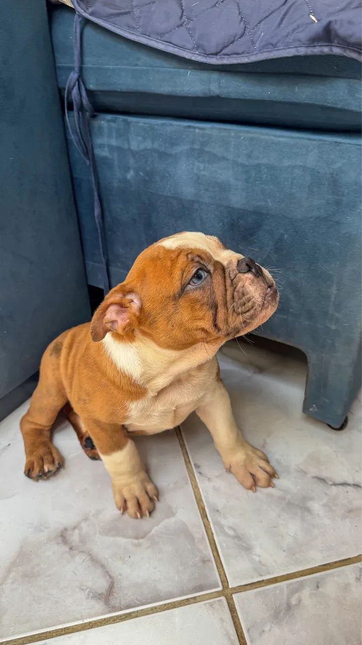 Filhotes de buldogue inglês  - Foto 4
