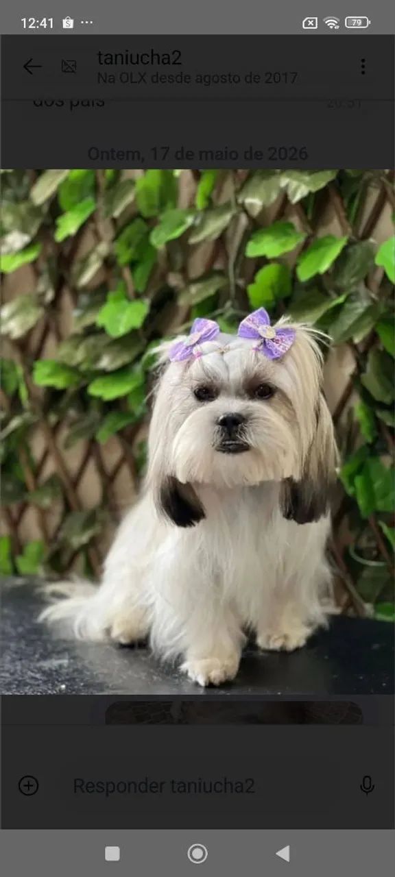 Filhote de Lhasa Apso!  - Foto 3