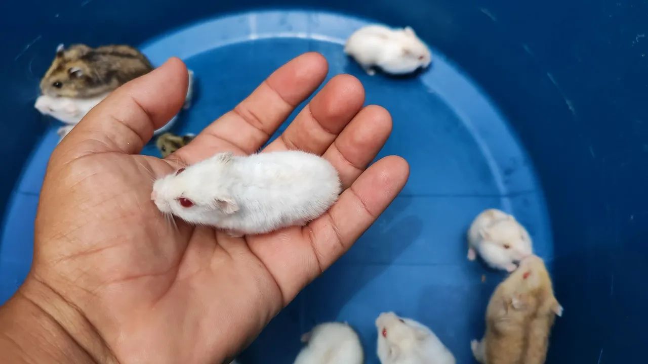 Russian Dwarf Hamster65579533464577123