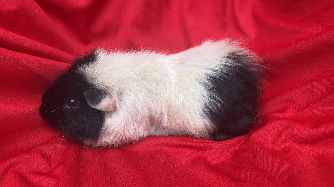 Porquinho da índia Teddy  - Foto 4