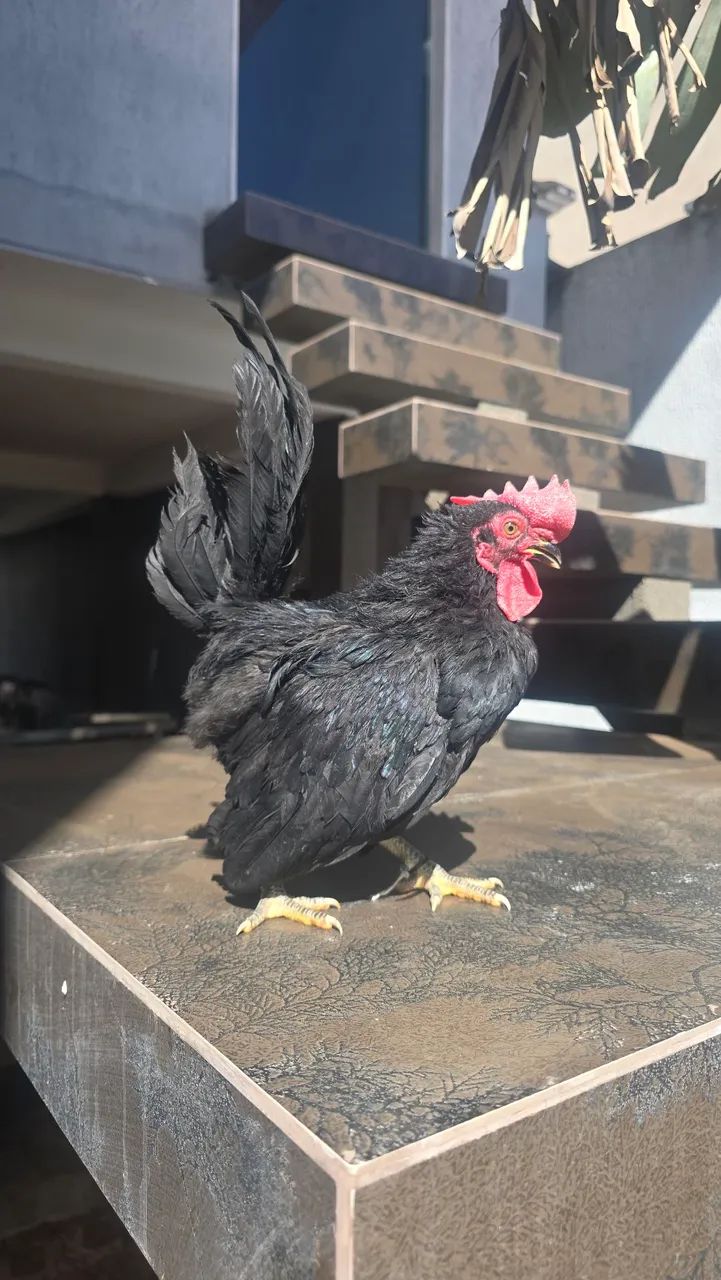 Frango garnize para doação 