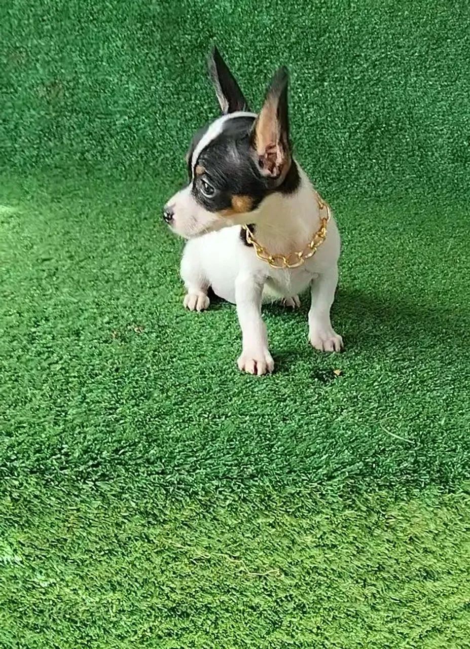 Pinscher cheio de charme 