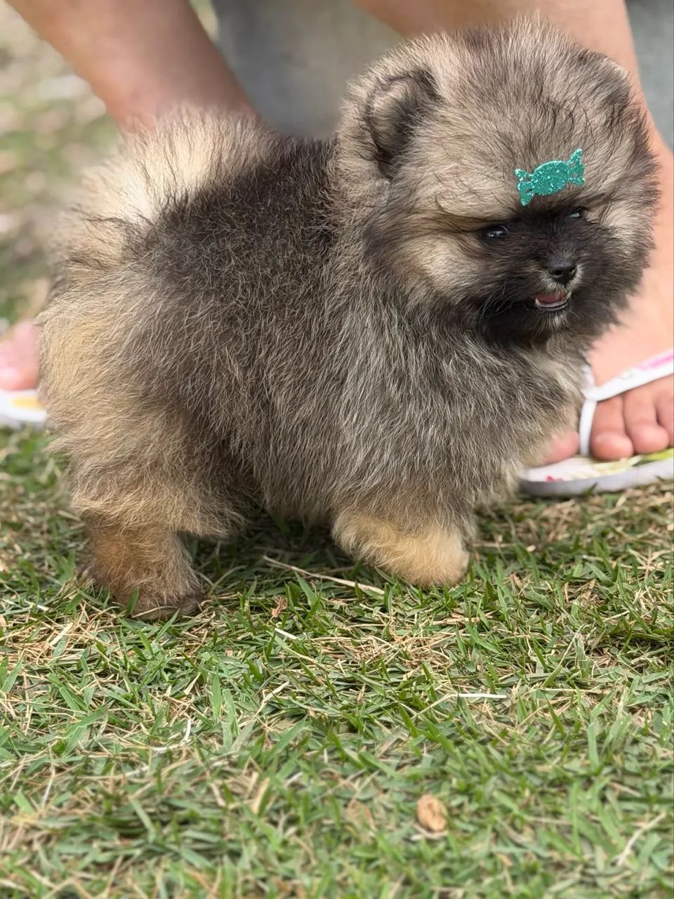 Spitz alemão - Foto 3
