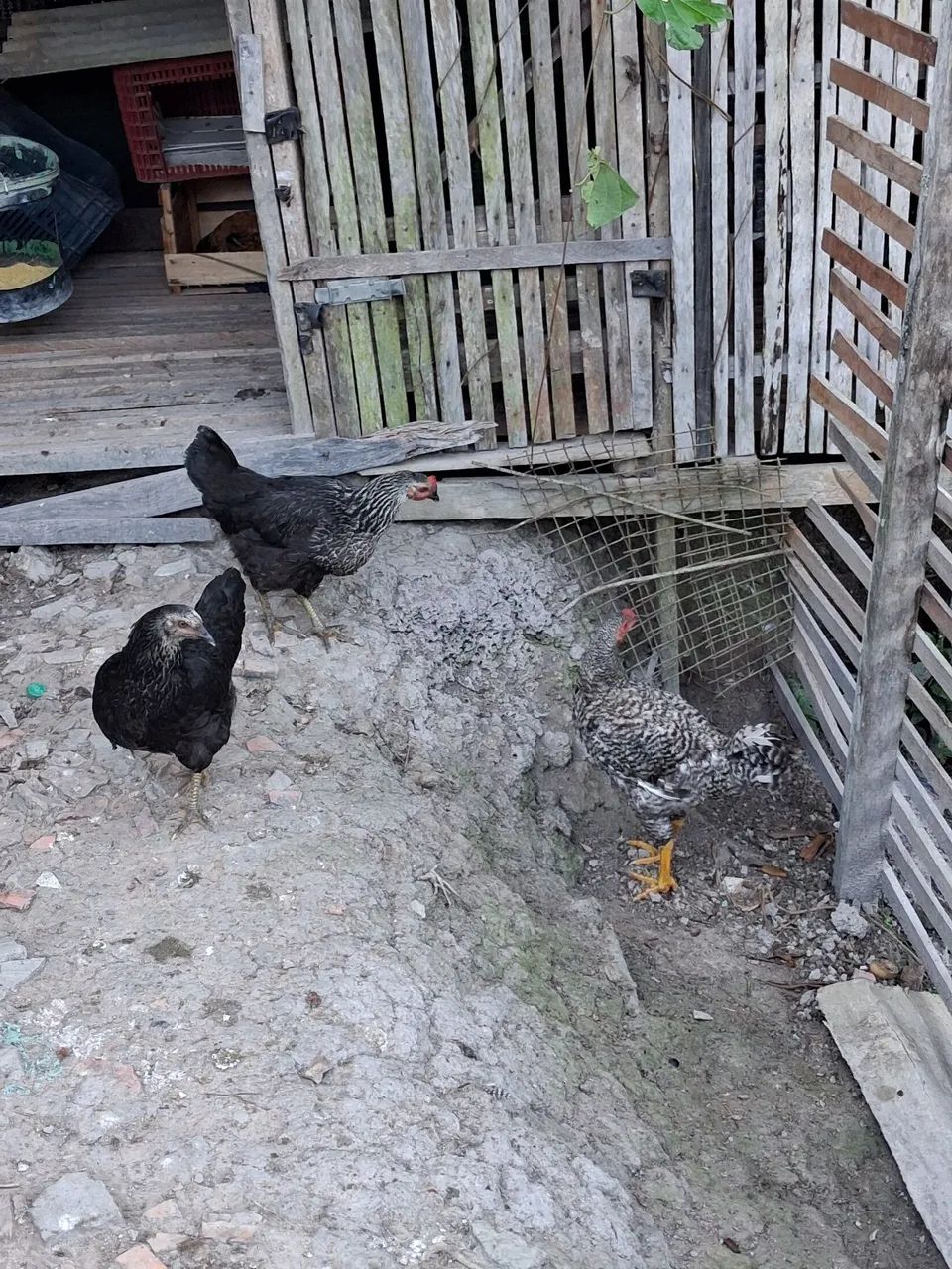 Galinhas e um frango 