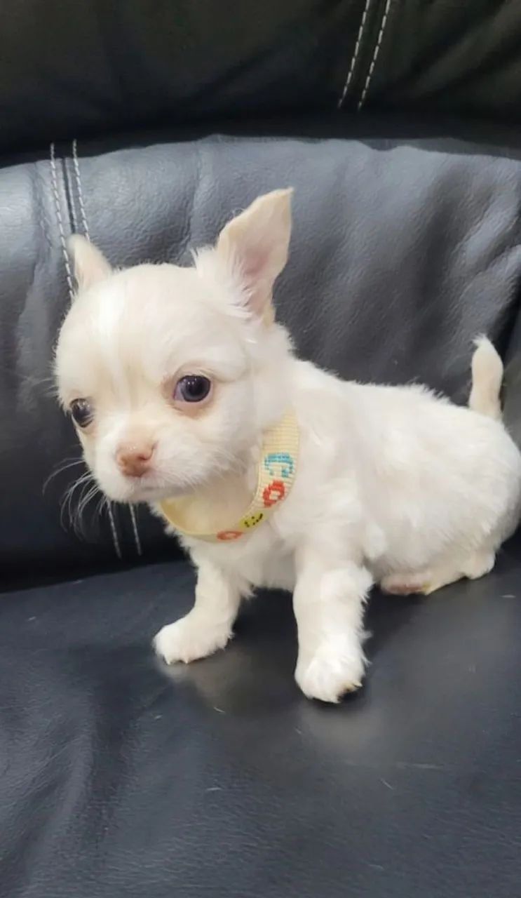 Chihuahua Machinho Pelo Longo!!