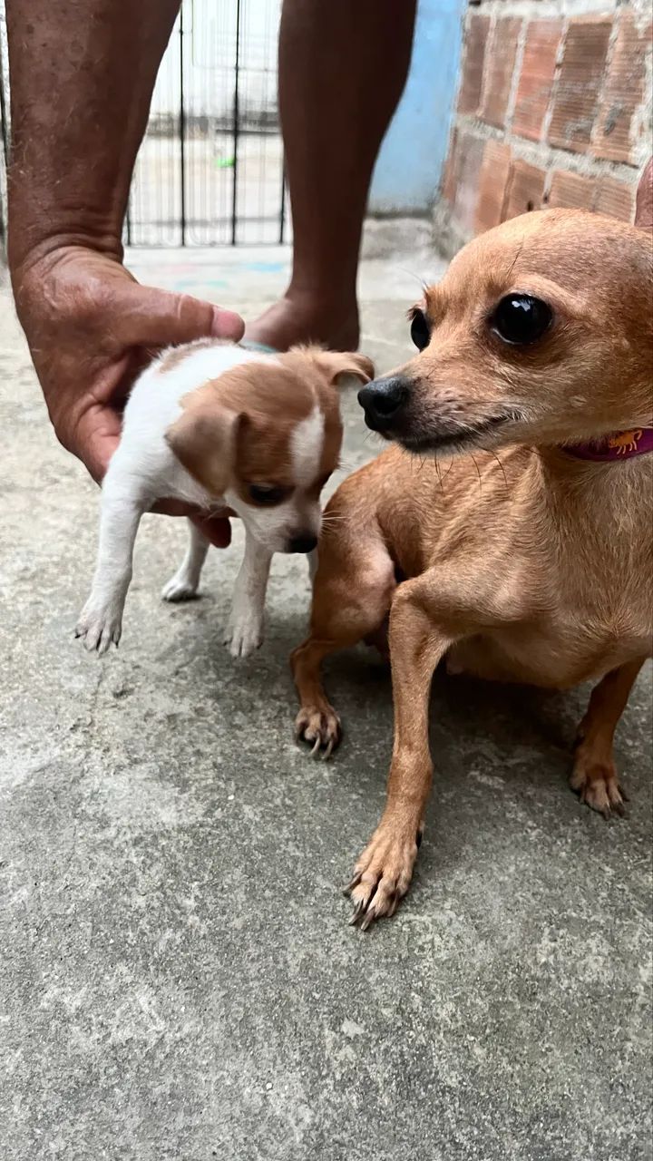 Cachorro 