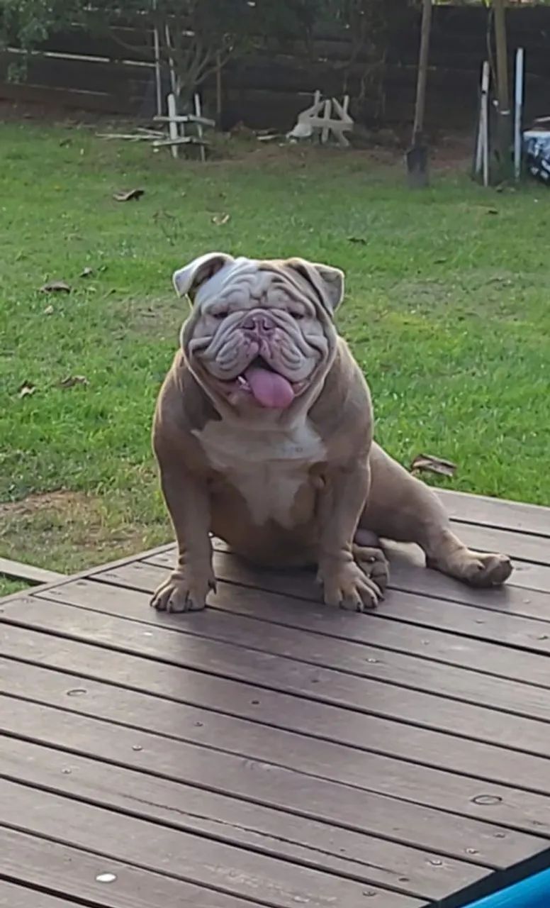 BULDOG INGLÊS CRUZA - Foto 2
