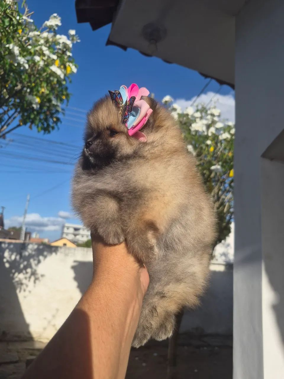 Fêmea spitz alemão anão  - Foto 4
