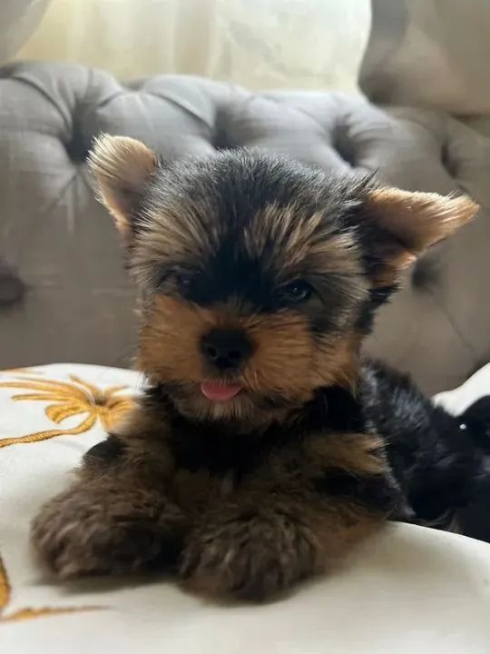 Yorkshire Esse cachorrinho não é comum, é inesquecível