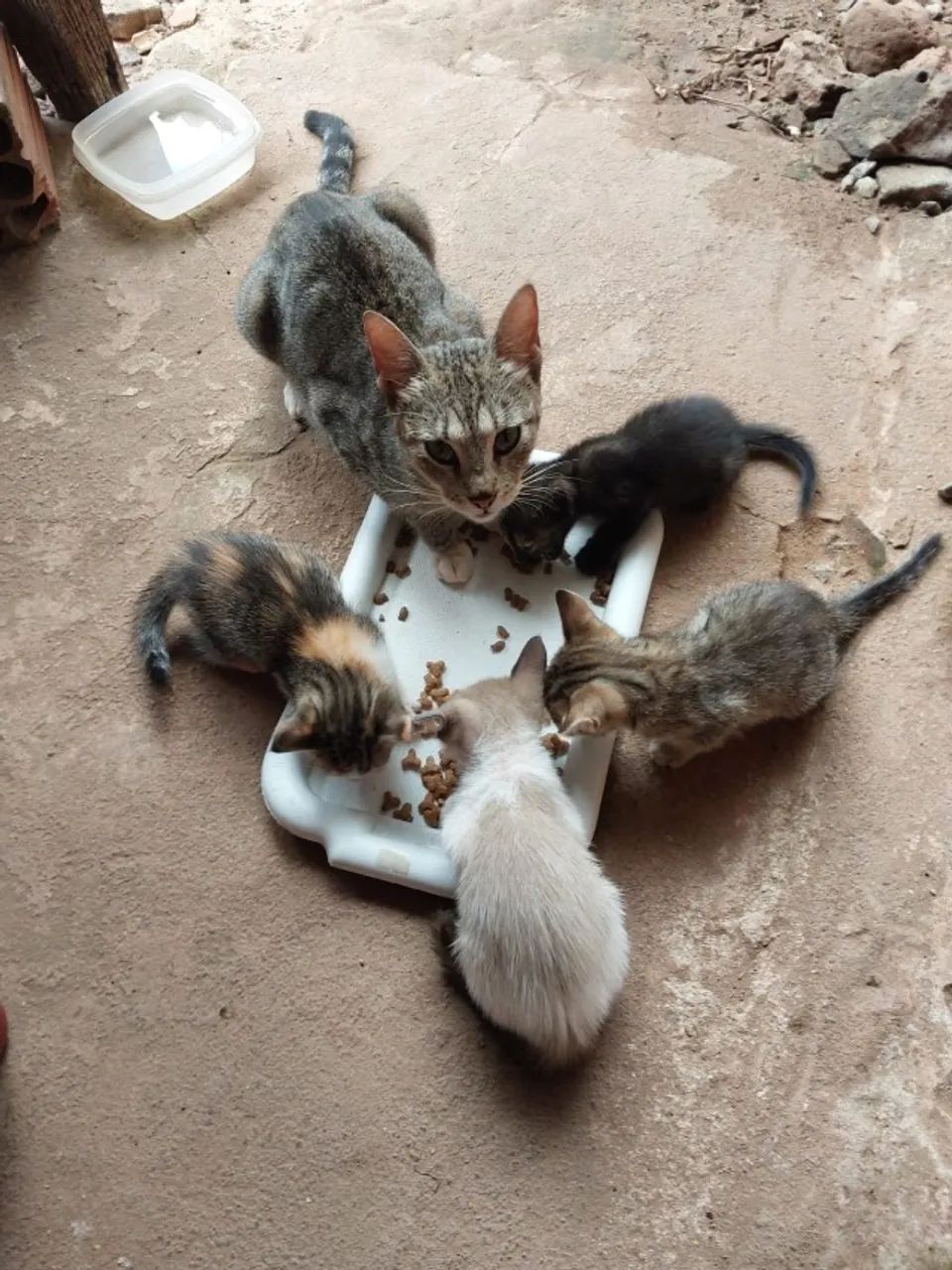 ADOÇÃO RESPONSÁVEL - Foto 4