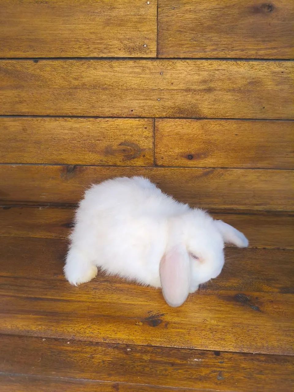 Mini coelho loop uruguaio  - Foto 3