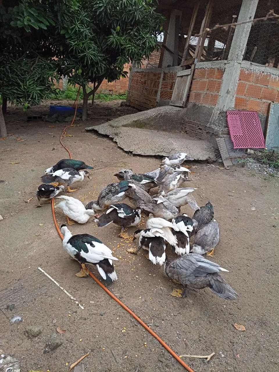 Patos saudáveis  - Foto 5