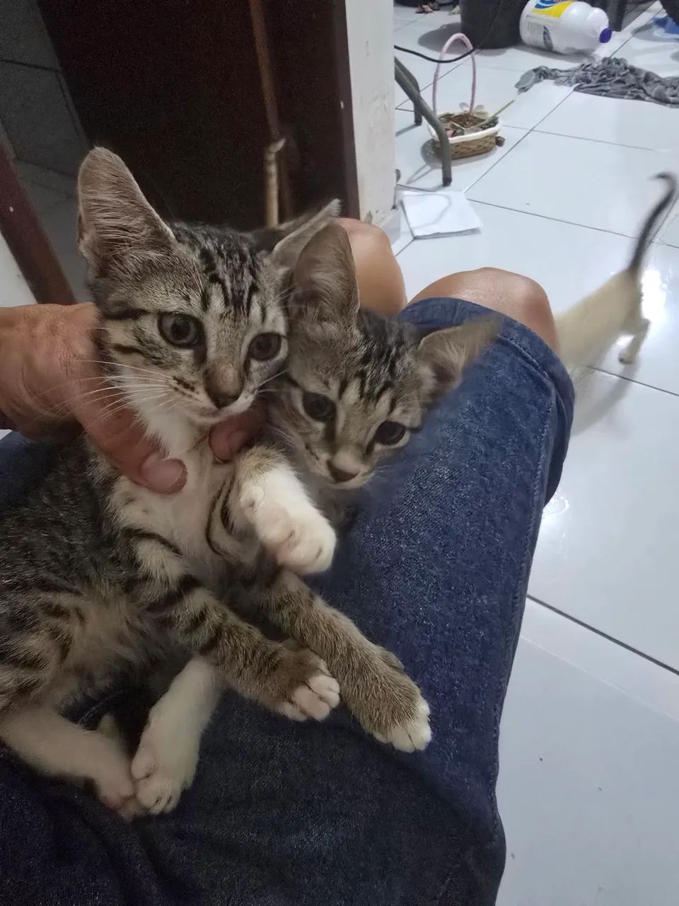 Gatinhos para Doação  - Foto 4