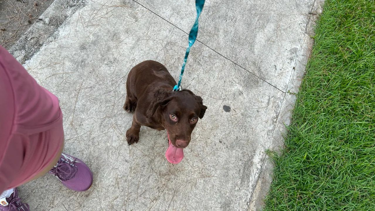 Filhotes de cocker spaniel - Foto 5
