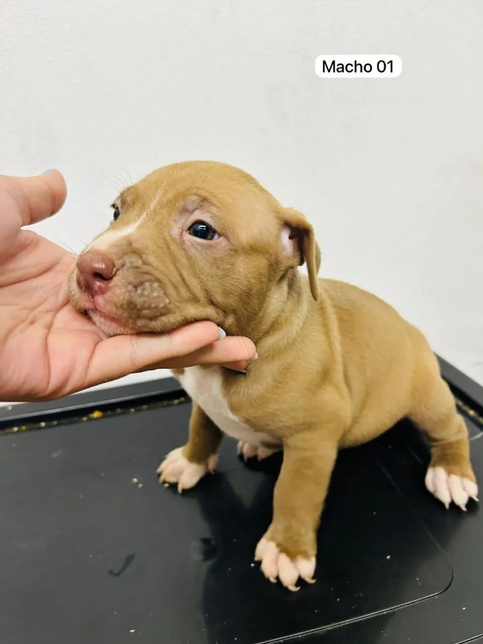Filhotes de pitbull 