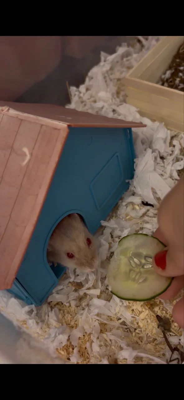 hamster anão russo - Foto 3