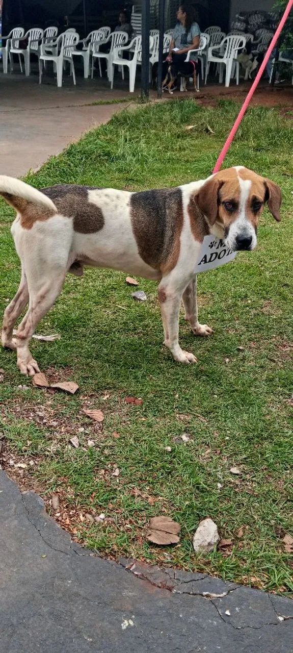 Doação super dócil e brincalhão 1 ano - Foto 4