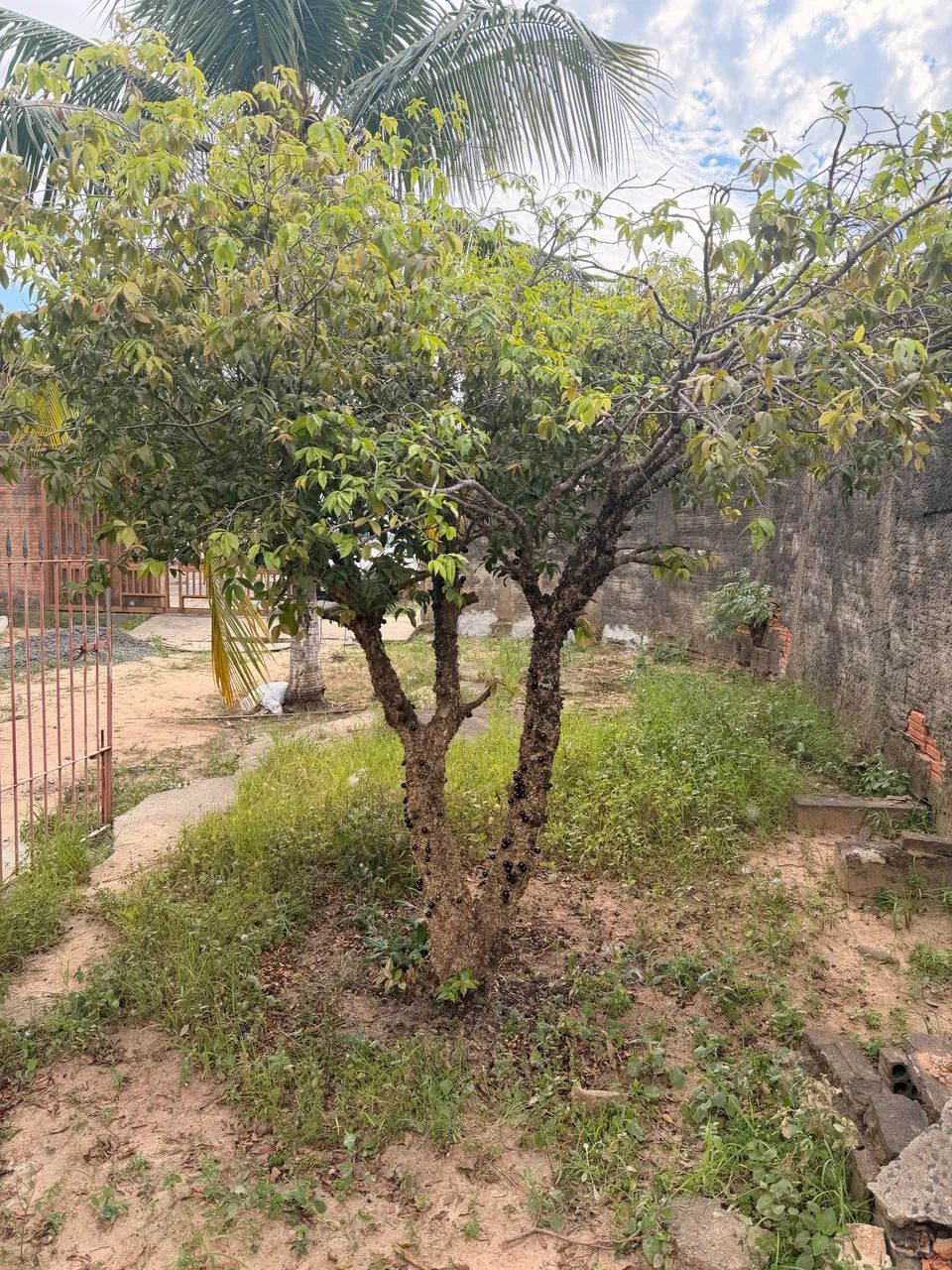 Vendo jabuticabeira  - Foto 4