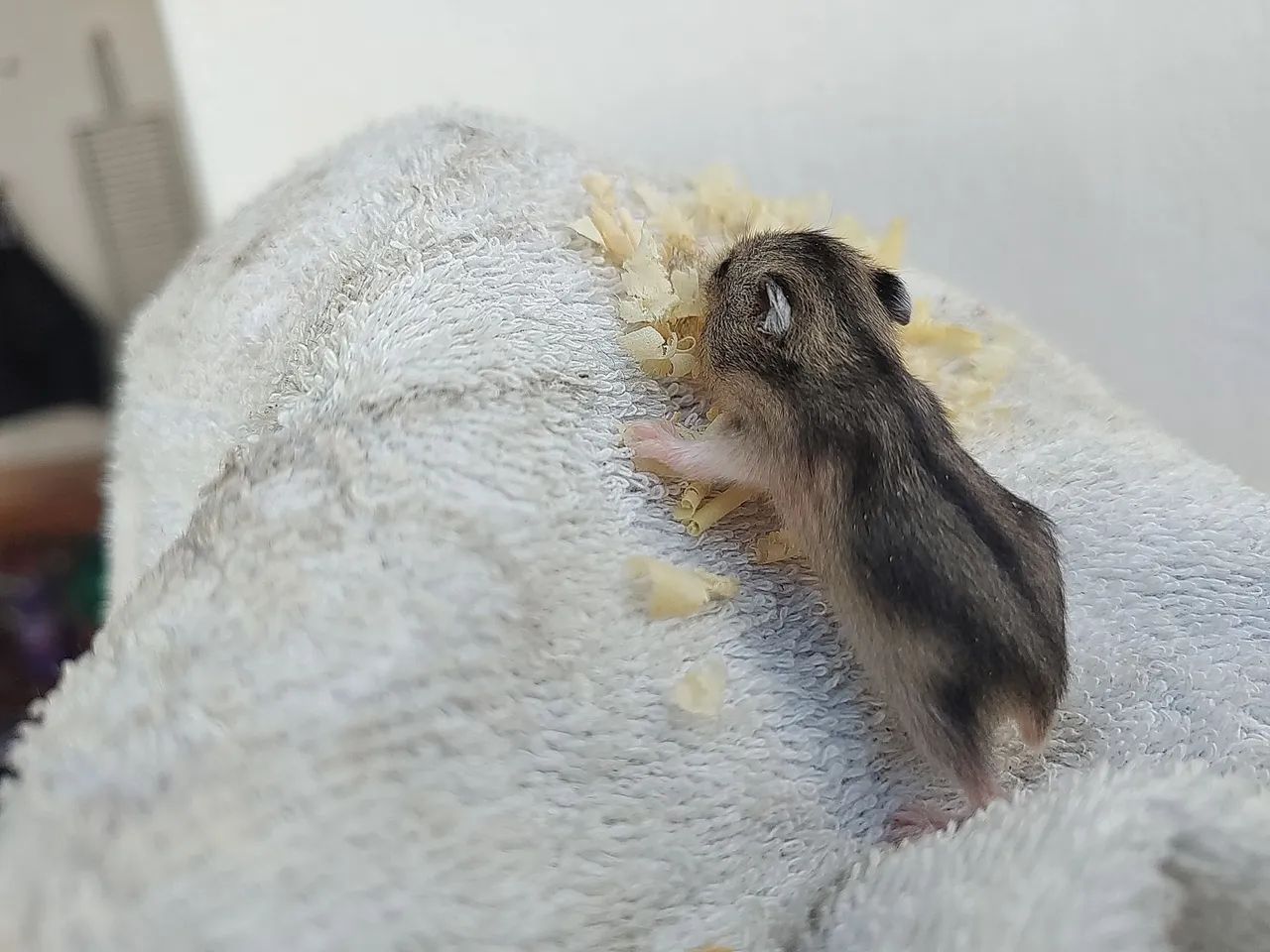 Hamster anão russo  - Foto 2