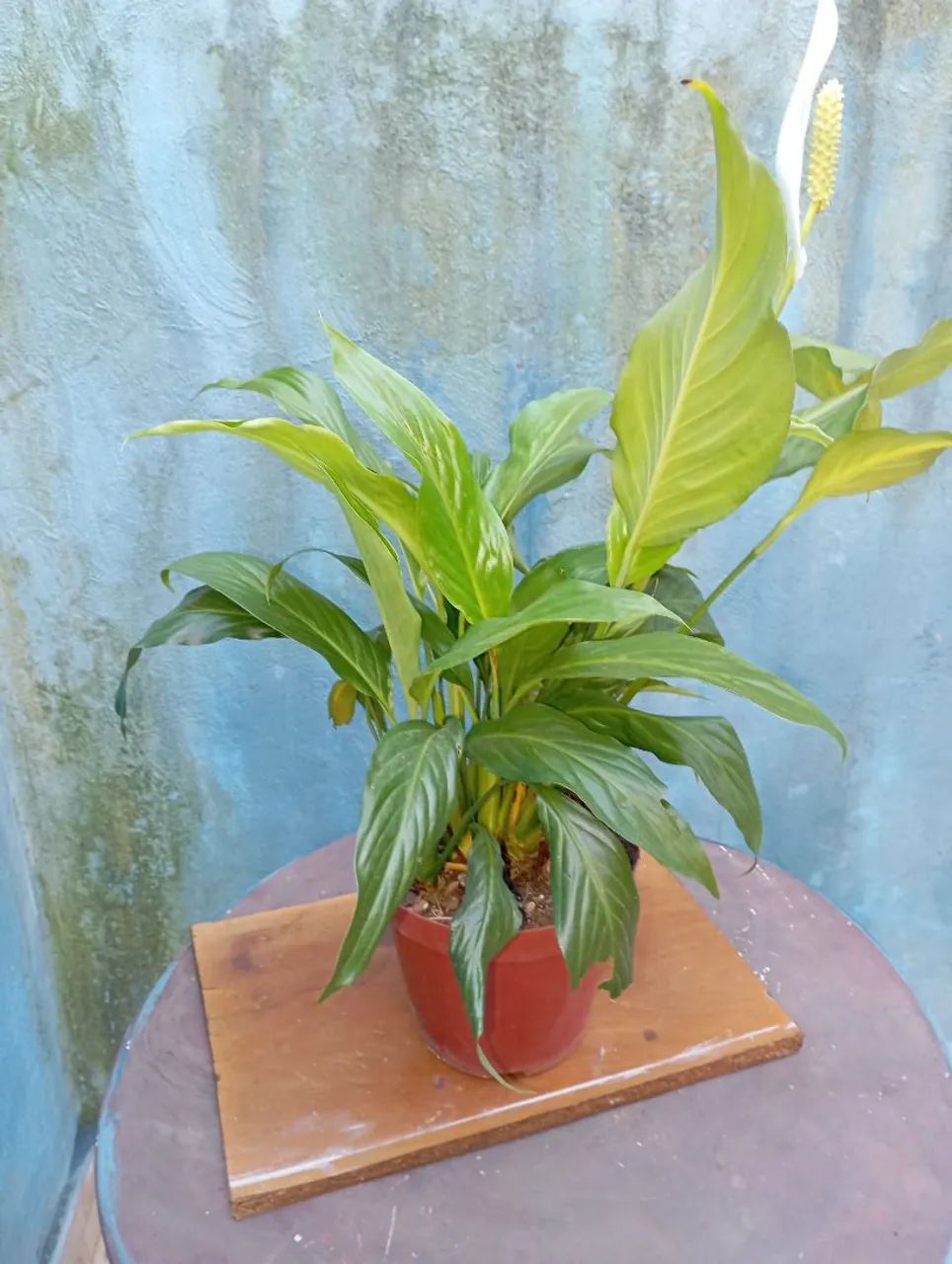 Sementes e plantas 