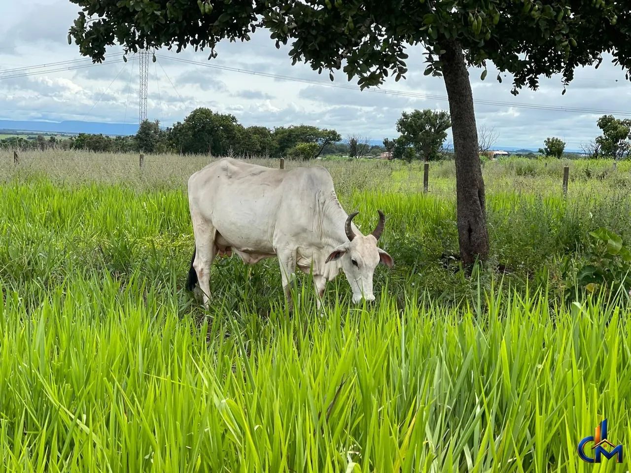 Fazenda em Jangada - Foto 3