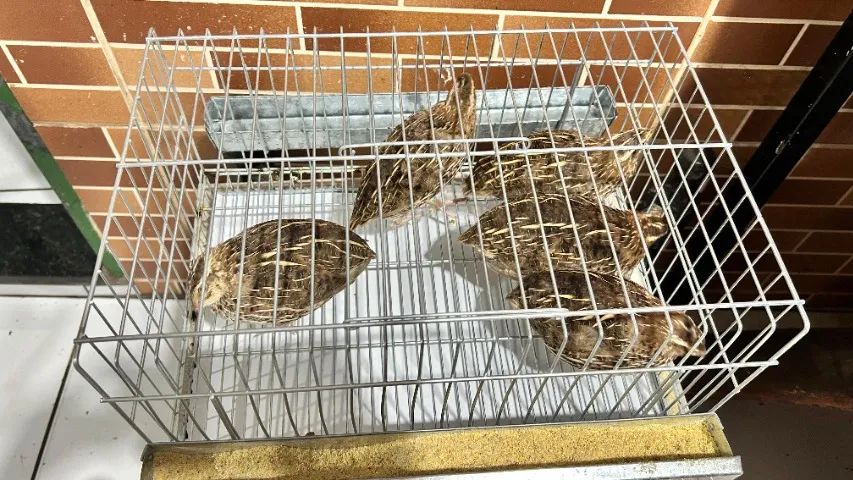 Codornas com Gaiola  - Foto 3