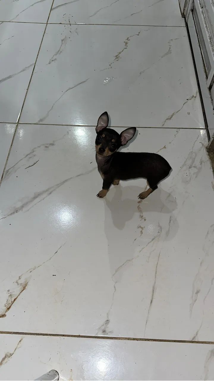 Pinscher 