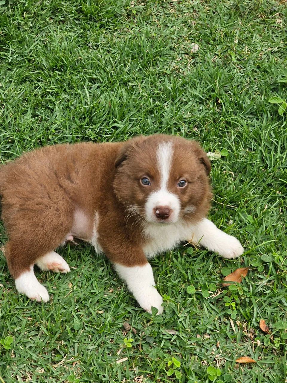 Border Collie Macho Marrom e Branco  - Foto 5