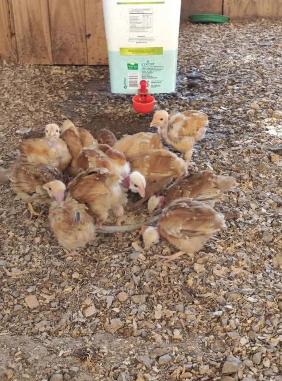 Vendo 32 pitinhos label rouge  - Foto 3