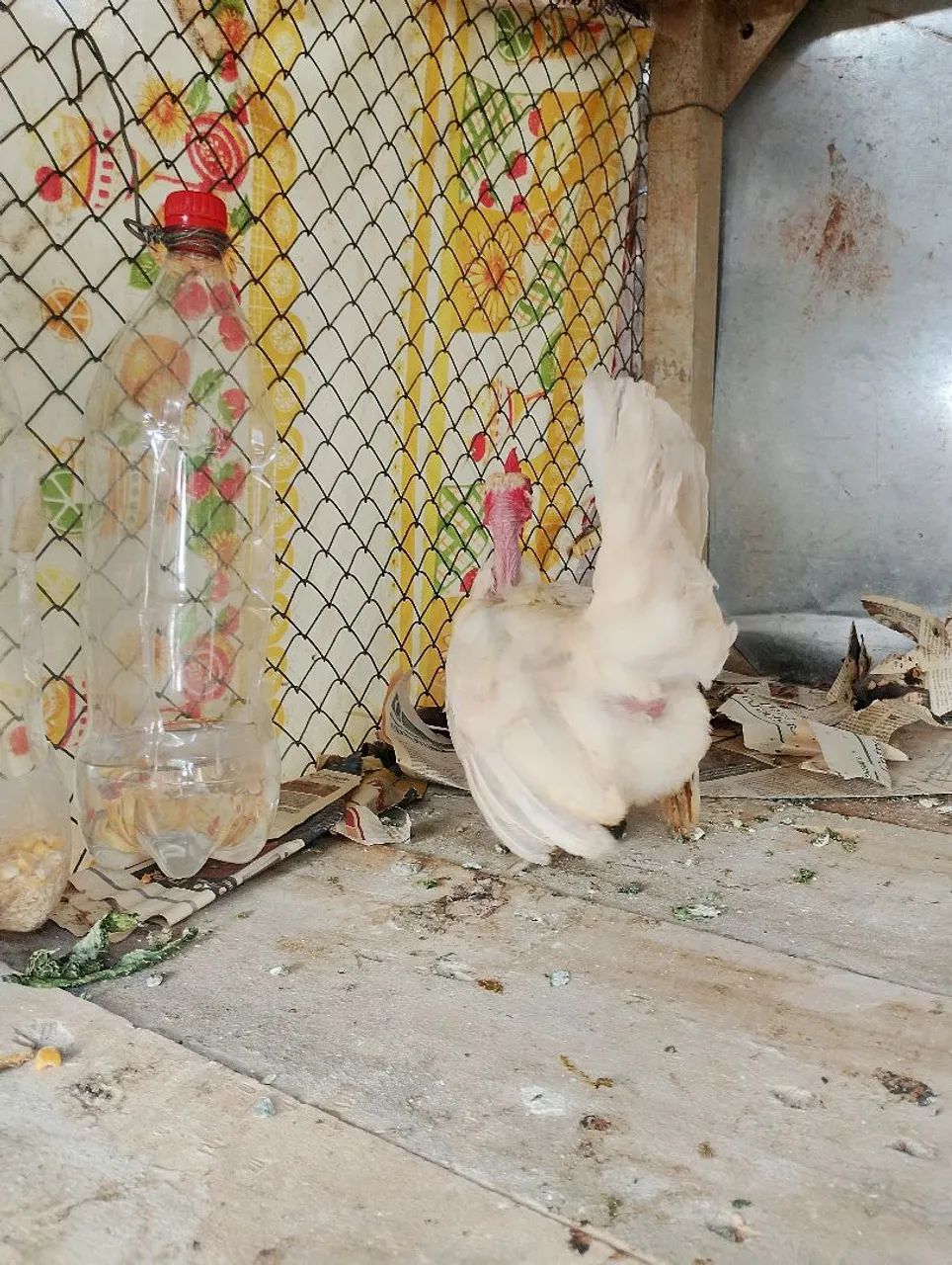 Mine nagazaki polaca com 10 meses 