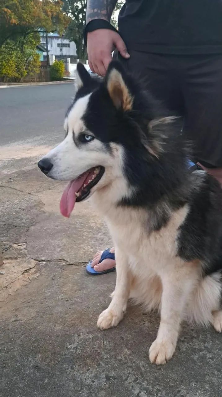 Husky Siberiano - Foto 2