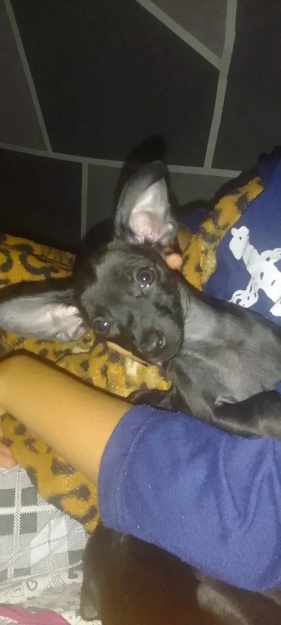 Disponível  - Foto 3