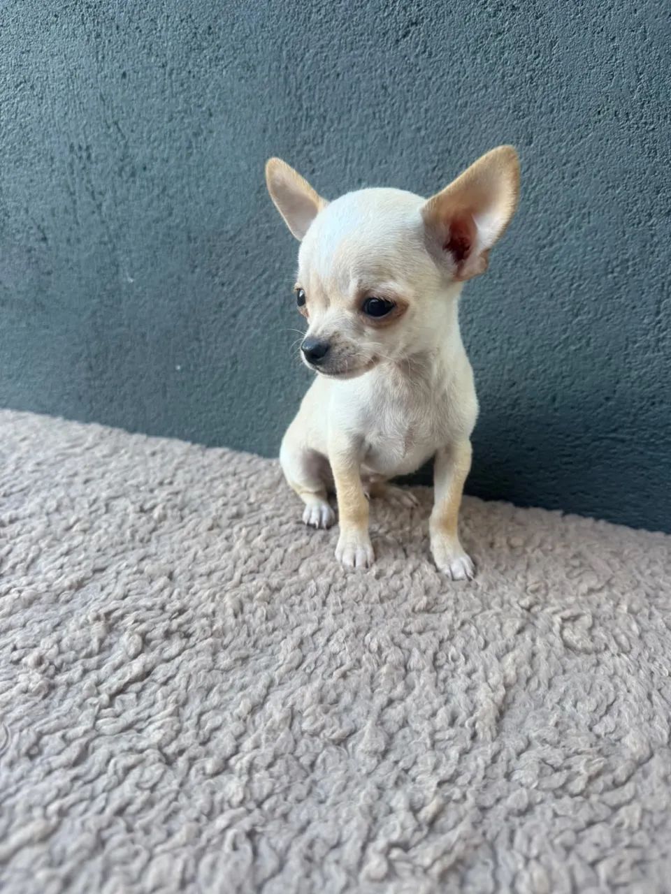 chihuahua pelo curto 
