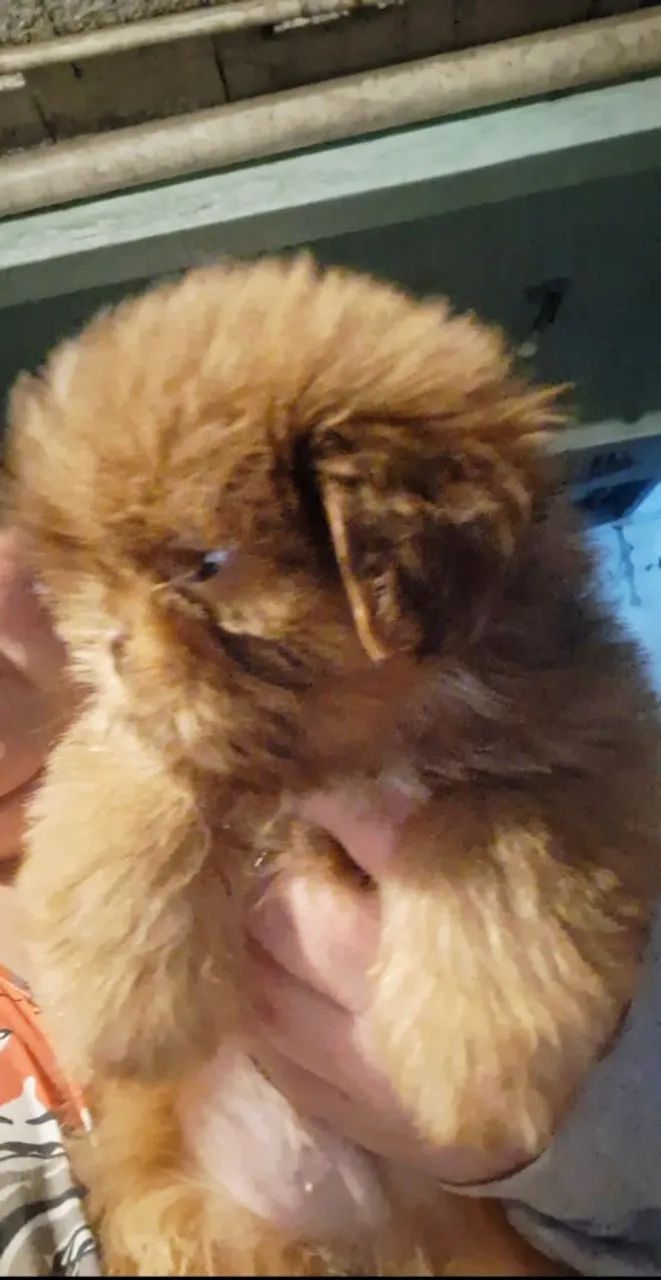 Filhotes de Shih Tzu  - Foto 5