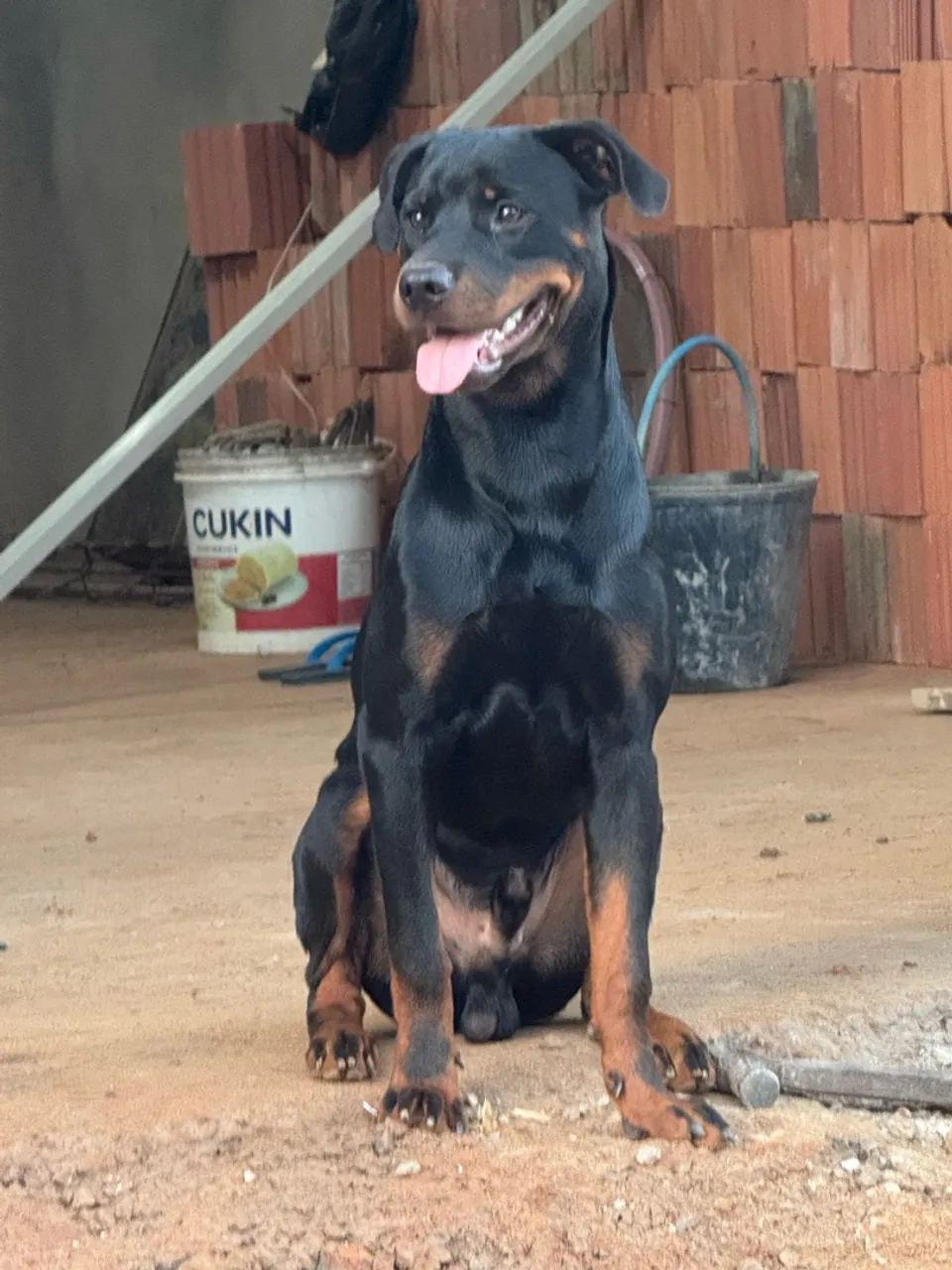 Cachorro Rottweiler - Foto 4