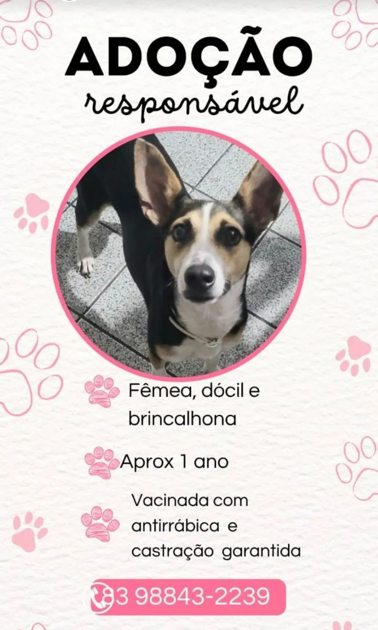 Cachorro para adoção responsável 