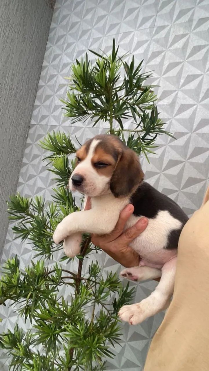 Vendo um lindo filhotinho de beagle  - Foto 2