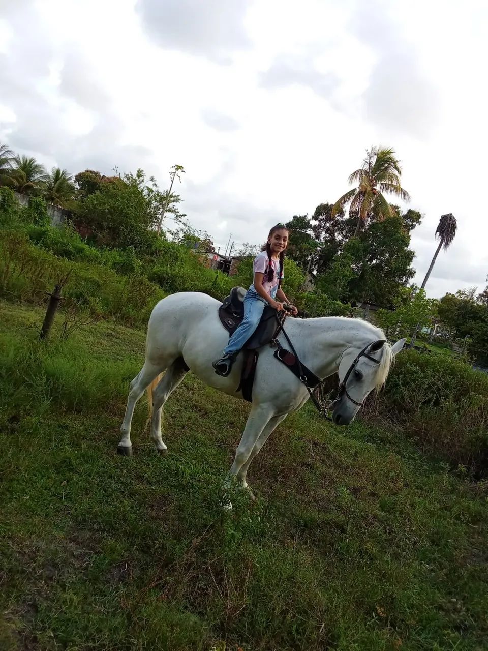 Cavalo mangalarga  - Foto 3