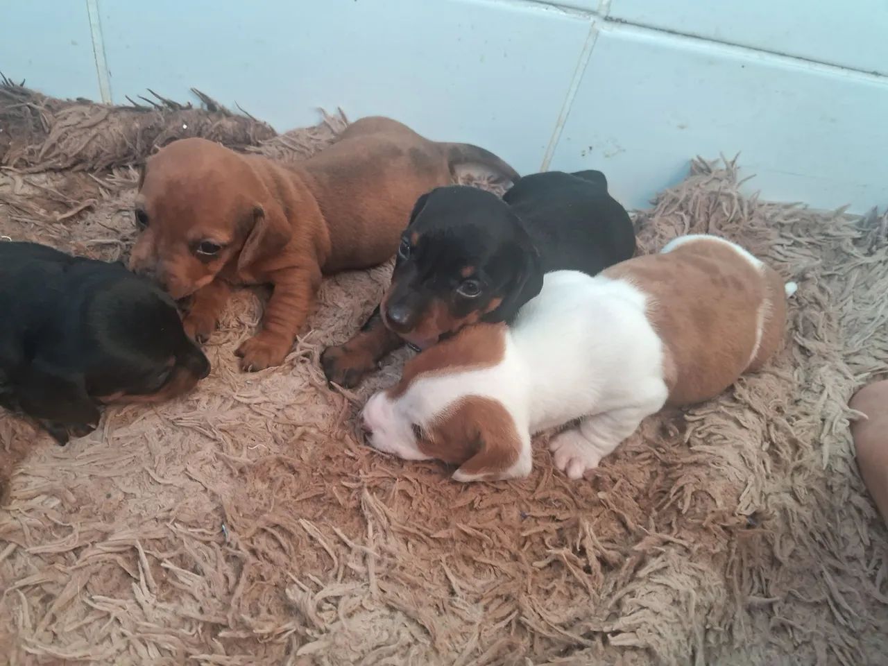 Basset dachshund  - Foto 3