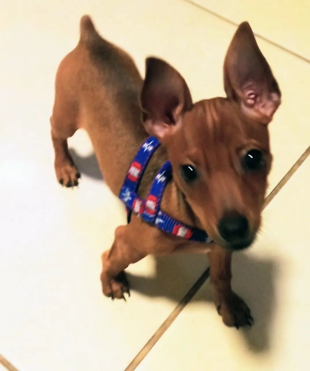 Pinscher 