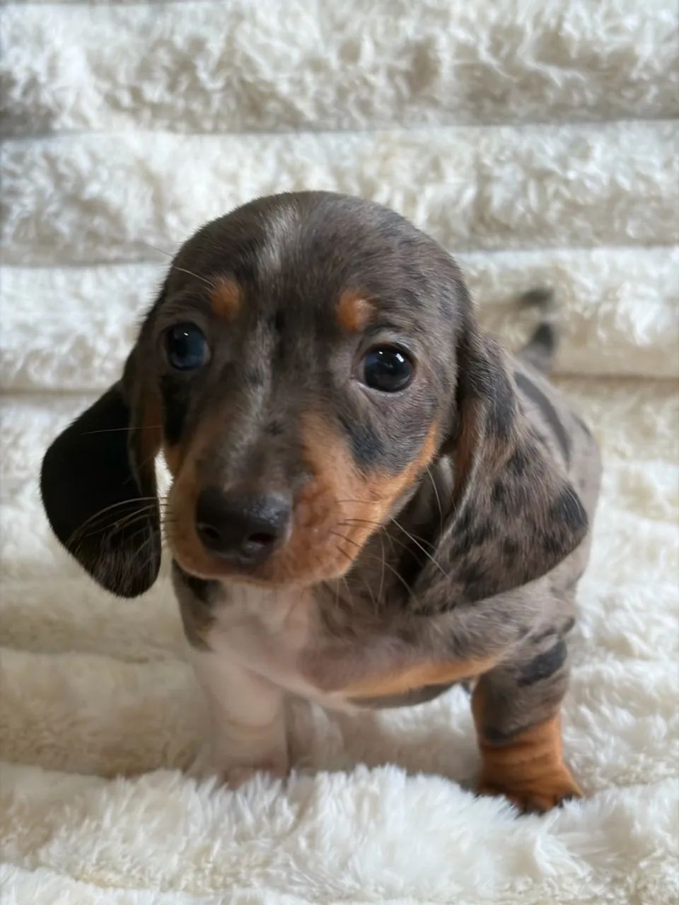 Daschund Teckel Filhotes - Foto 2