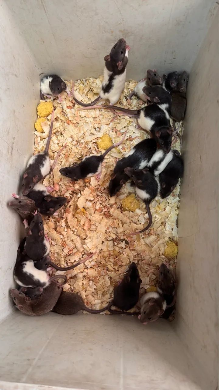 RATOS TWISTER  - Foto 5