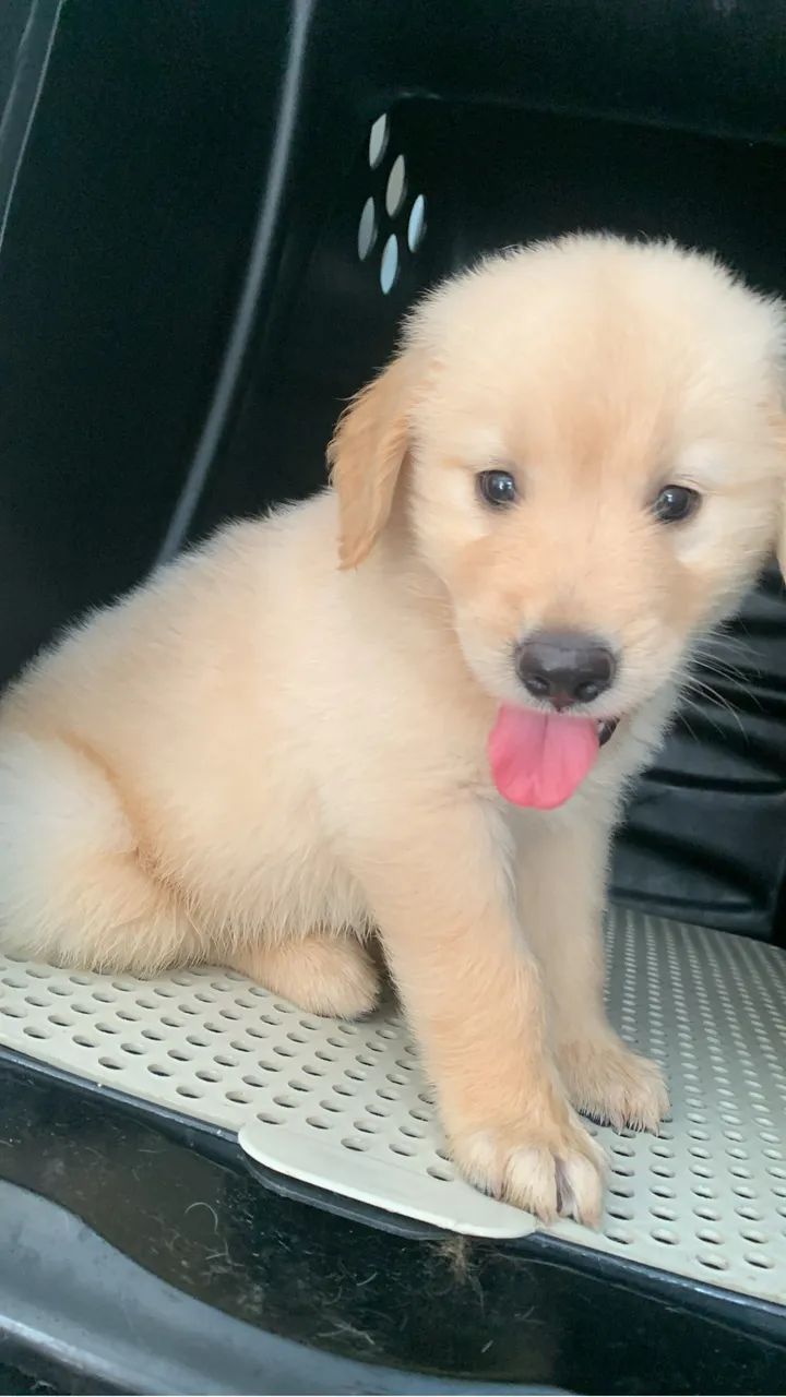 Cachorro golden 